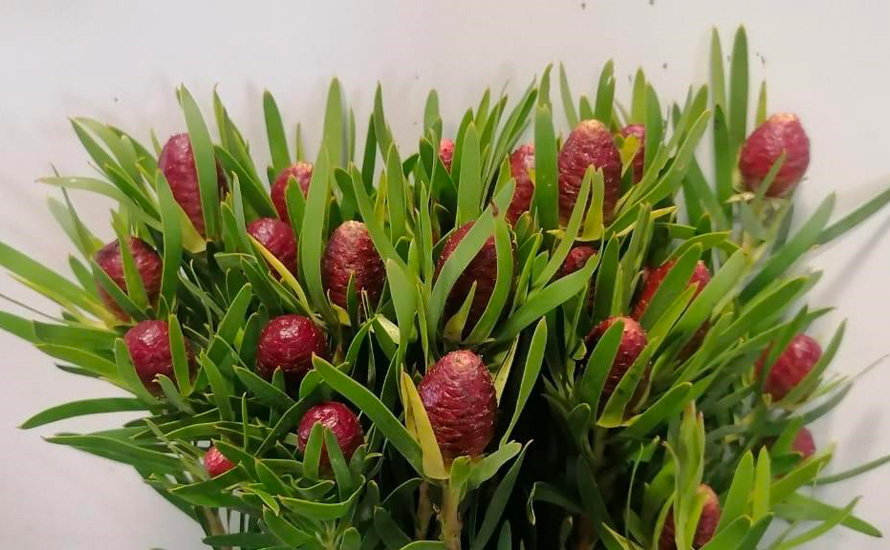 Leucadendron
